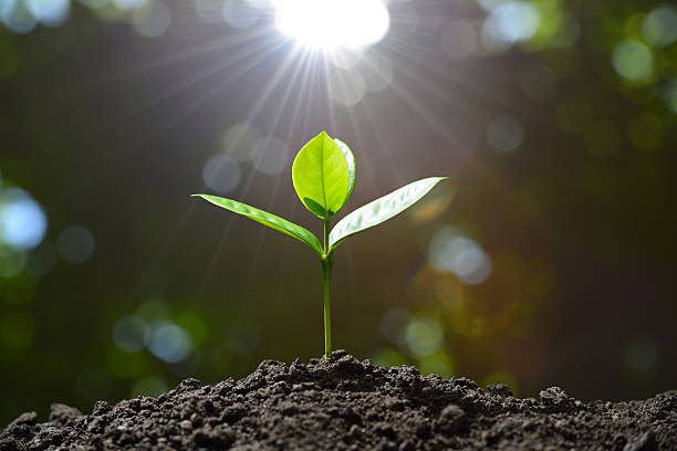 une plante qui pousse depuis la terre. Cela représente que c'est toujours le bon moment pour consulter